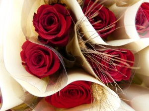 rosa-906439_1920.jpg