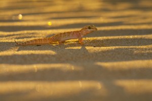 ruta natura.jpg
