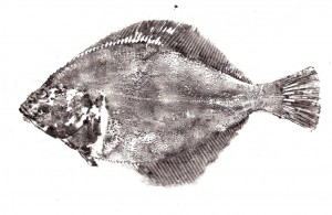 gyotaku.jpg